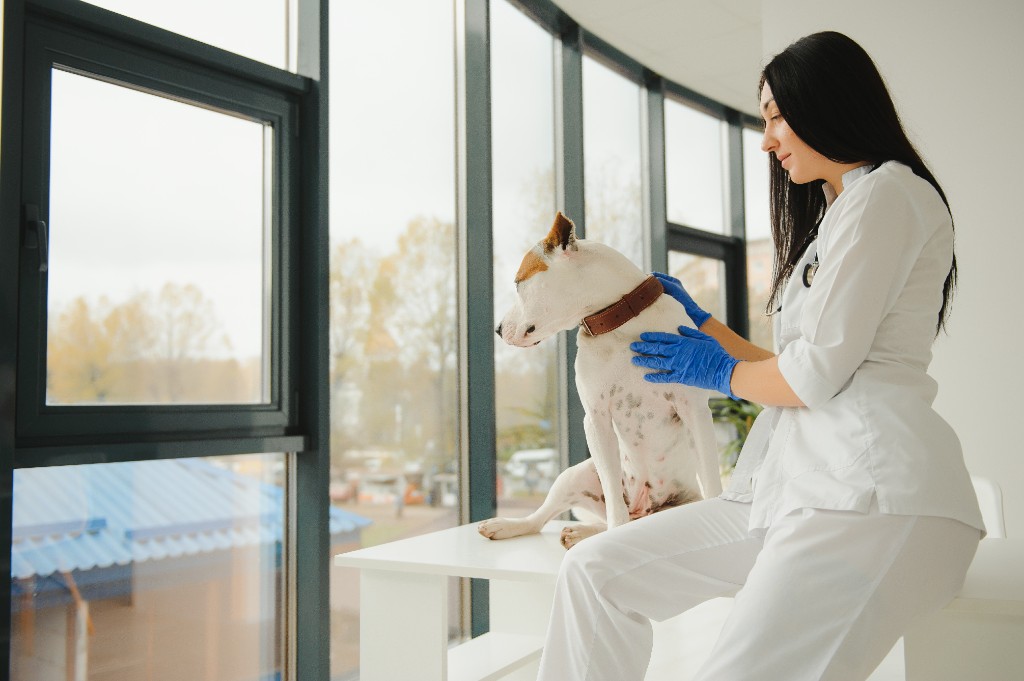 Un veterinari amb bata blanca assegut amb un gos en una taula d'exploració al costat d'una finestra.